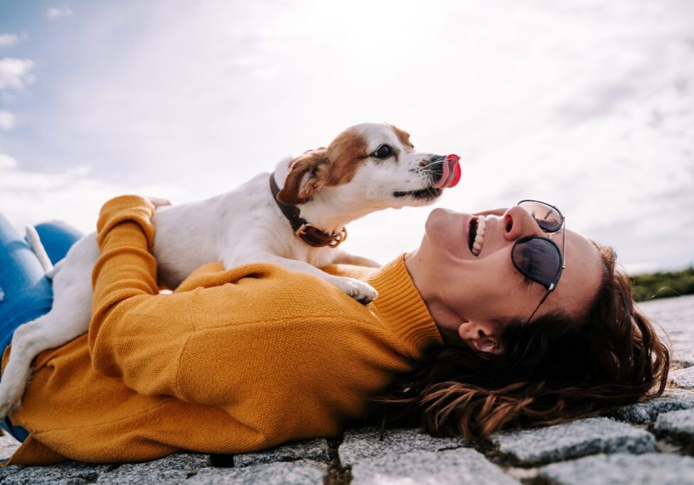 A beautiful woman laughing while her pet is licking her face in a sunny day in the park in Madrid. The dog is on its owner between her hands. Family dog outdoor lifestyle