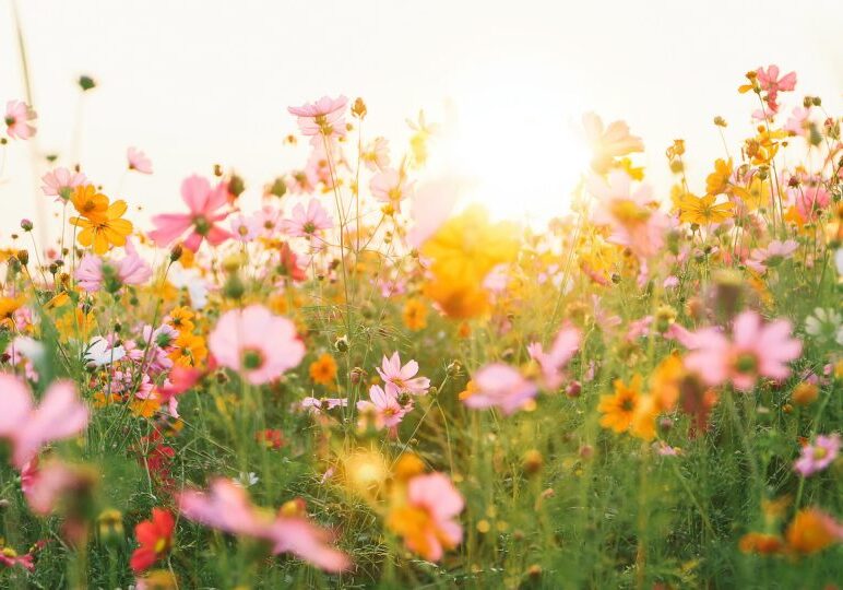 beautiful cosmos flower field