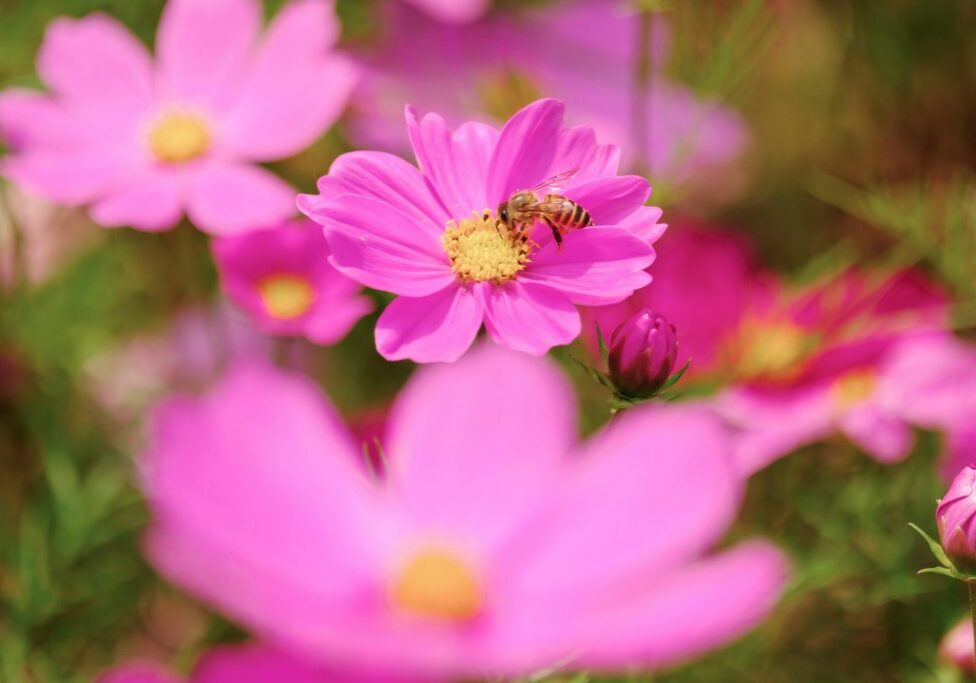 Honey Bee collecting pollen on flower