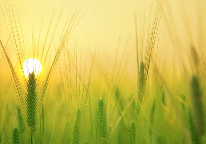 agriculture-barley-field-be