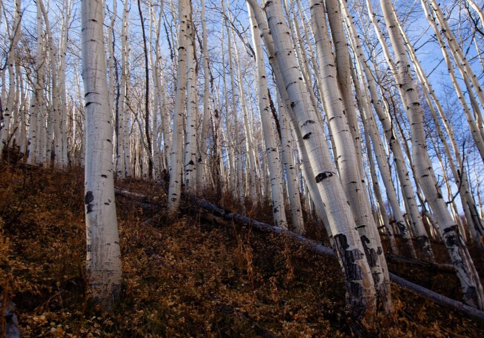 aspens