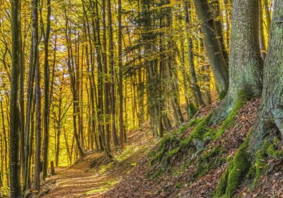 autumn-environment-fall-957