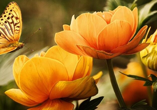 flowers and butterfly