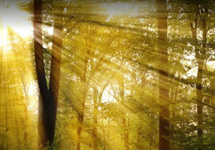 light through trees