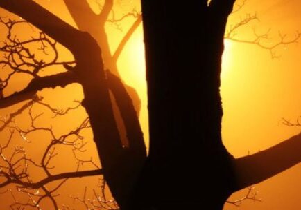 tree-and-sun-wide